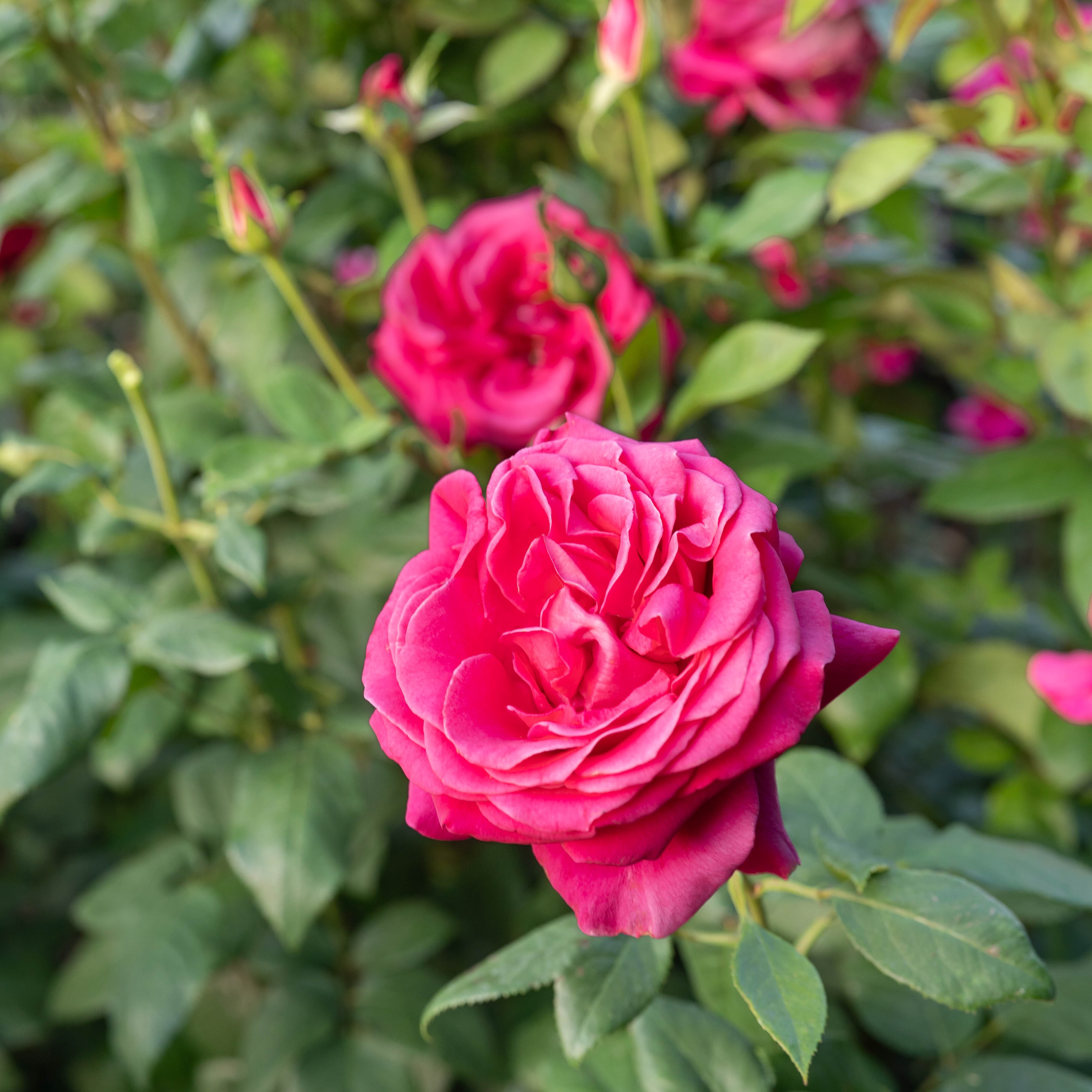 All My Loving™ Potted Rose Bush