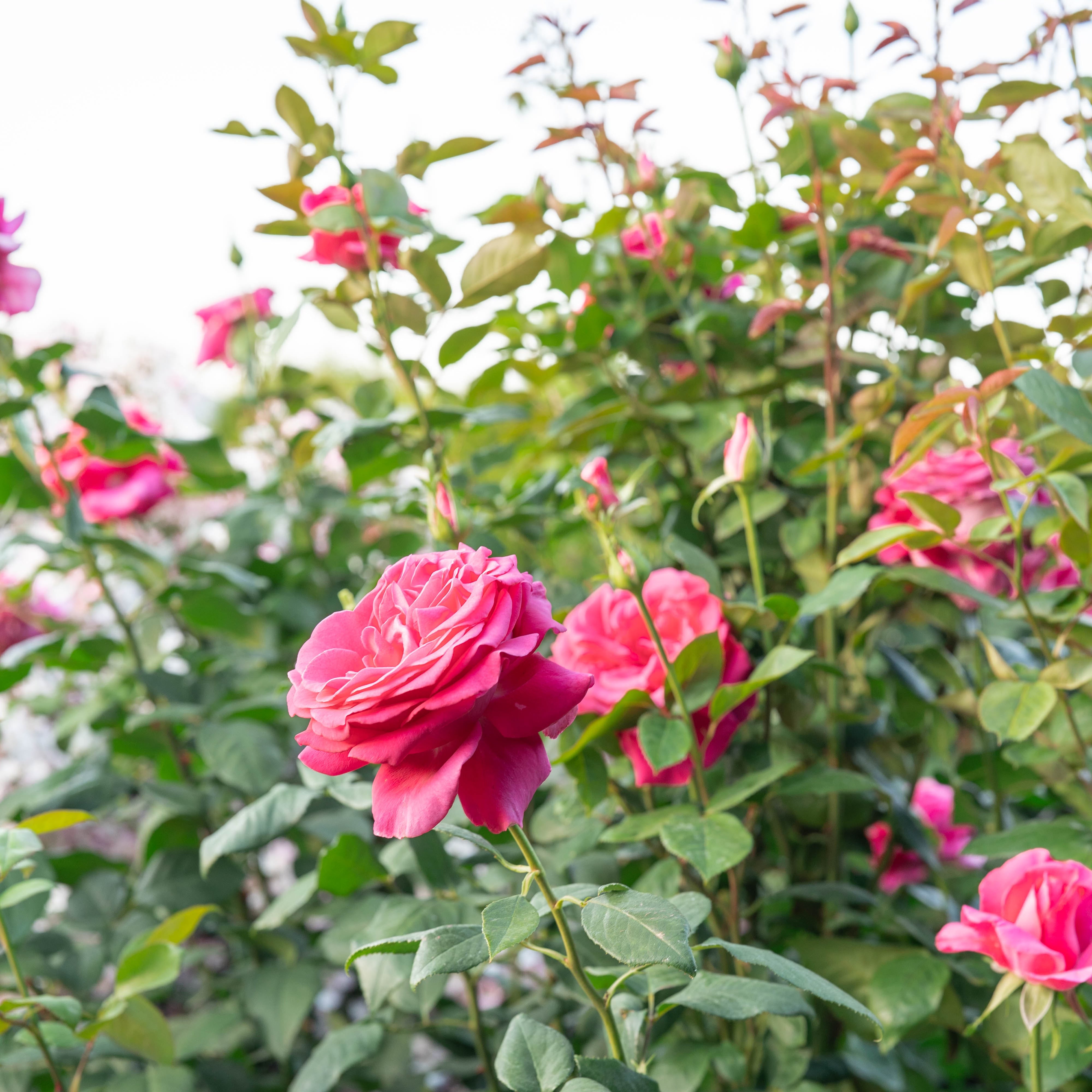 All My Loving™ Potted Rose Bush