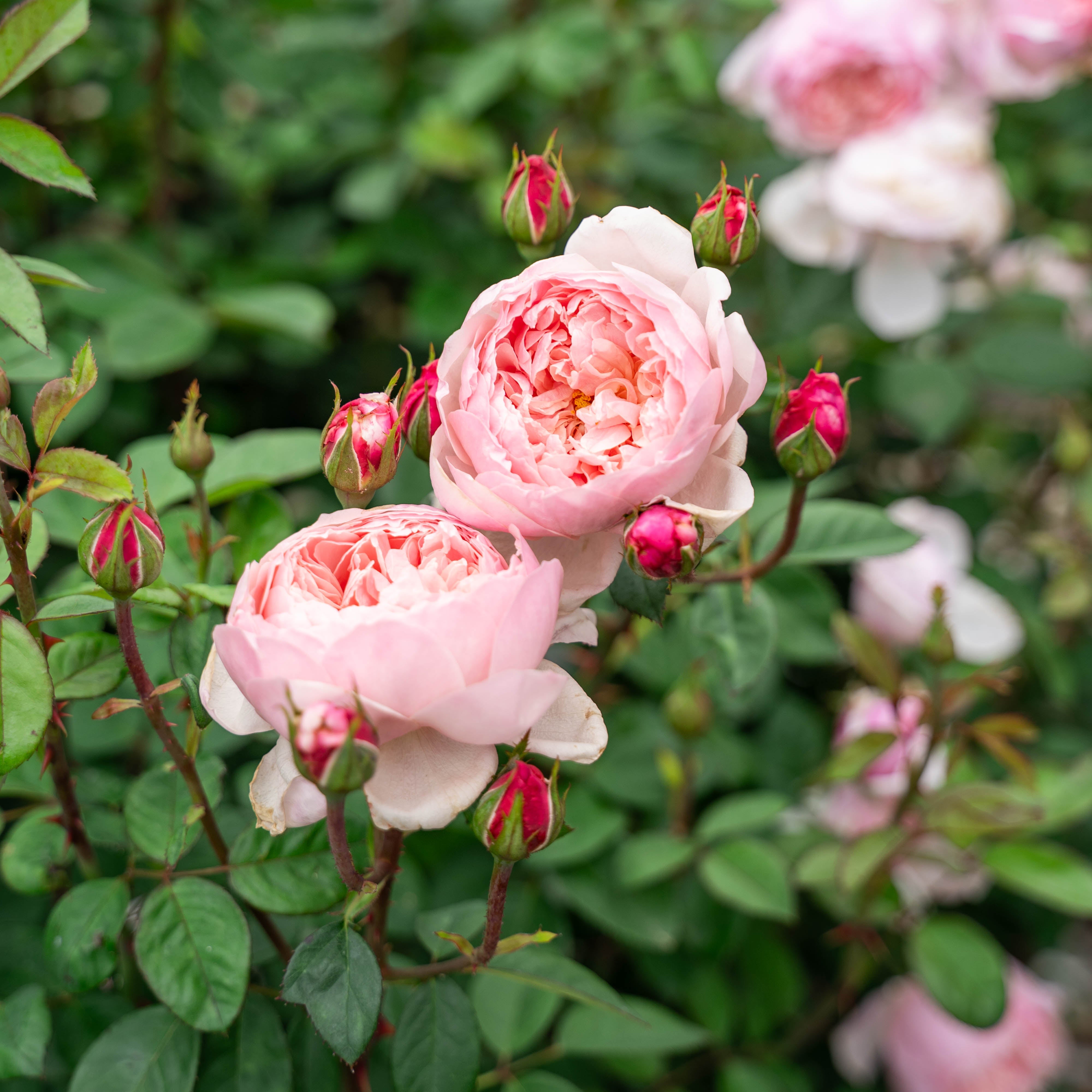 David Austin® The Alnwick Rose® Potted Rose Bush