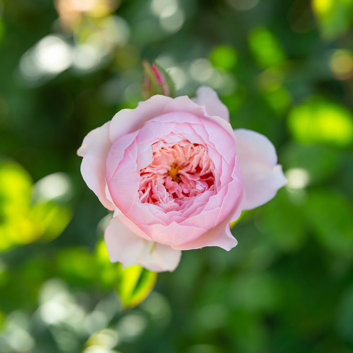 The Alnwick® Rose™ Bare Root Rose Bush