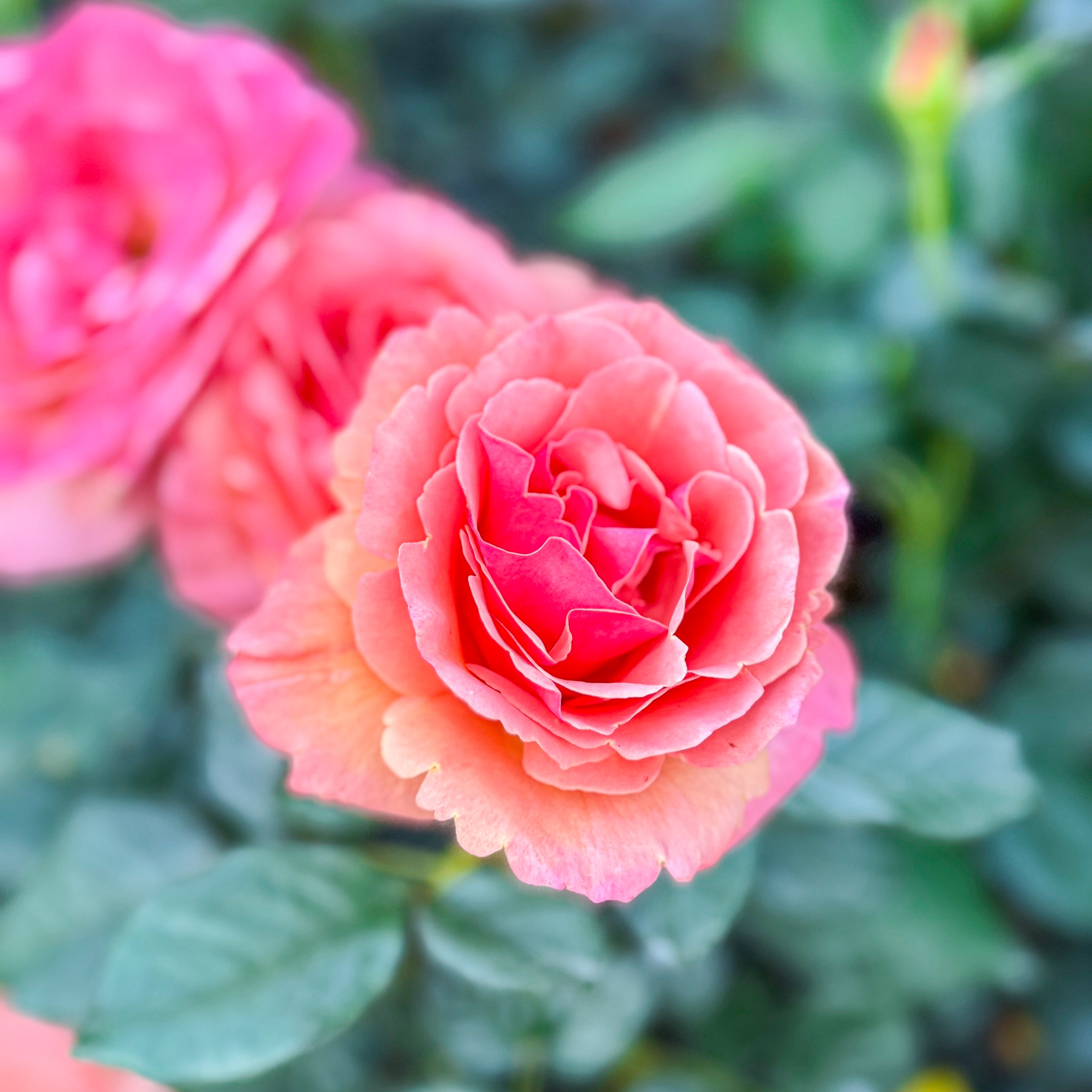 Anna's Promise® Bare Root Rose Bush