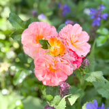 Apricot Drift® Bare Root Rose Bush