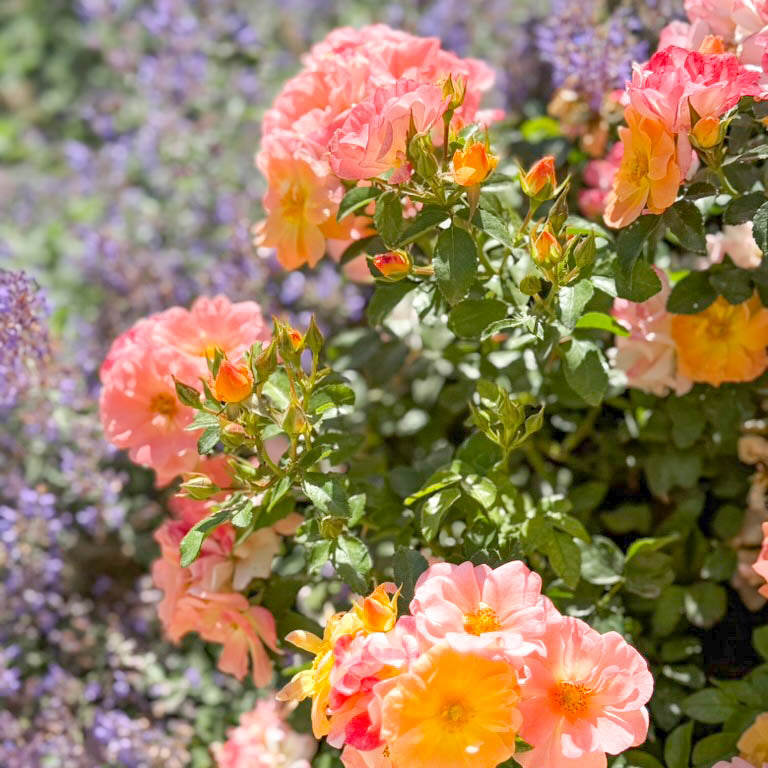 Apricot Drift® Potted Tree Rose