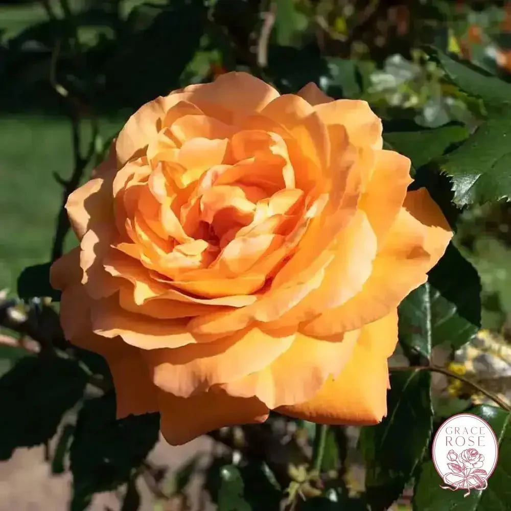 Arborose® Tangerine Skies Bare Root Climbing Rose