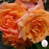 Arborose® Tangerine Skies Bare Root Climbing Rose