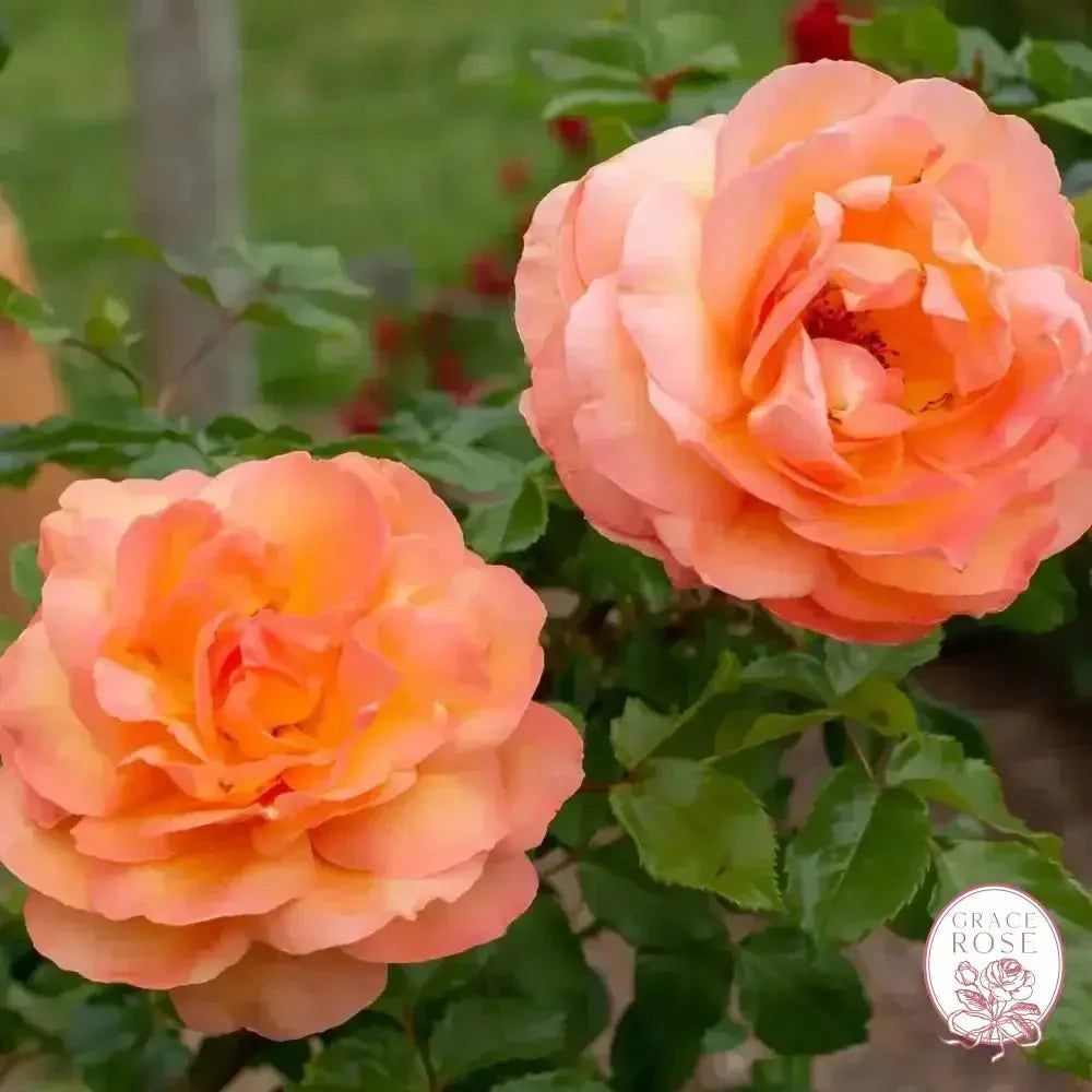 Arborose® Tangerine Skies Bare Root Climbing Rose