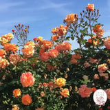 Arborose® Tangerine Skies Bare Root Climbing Rose