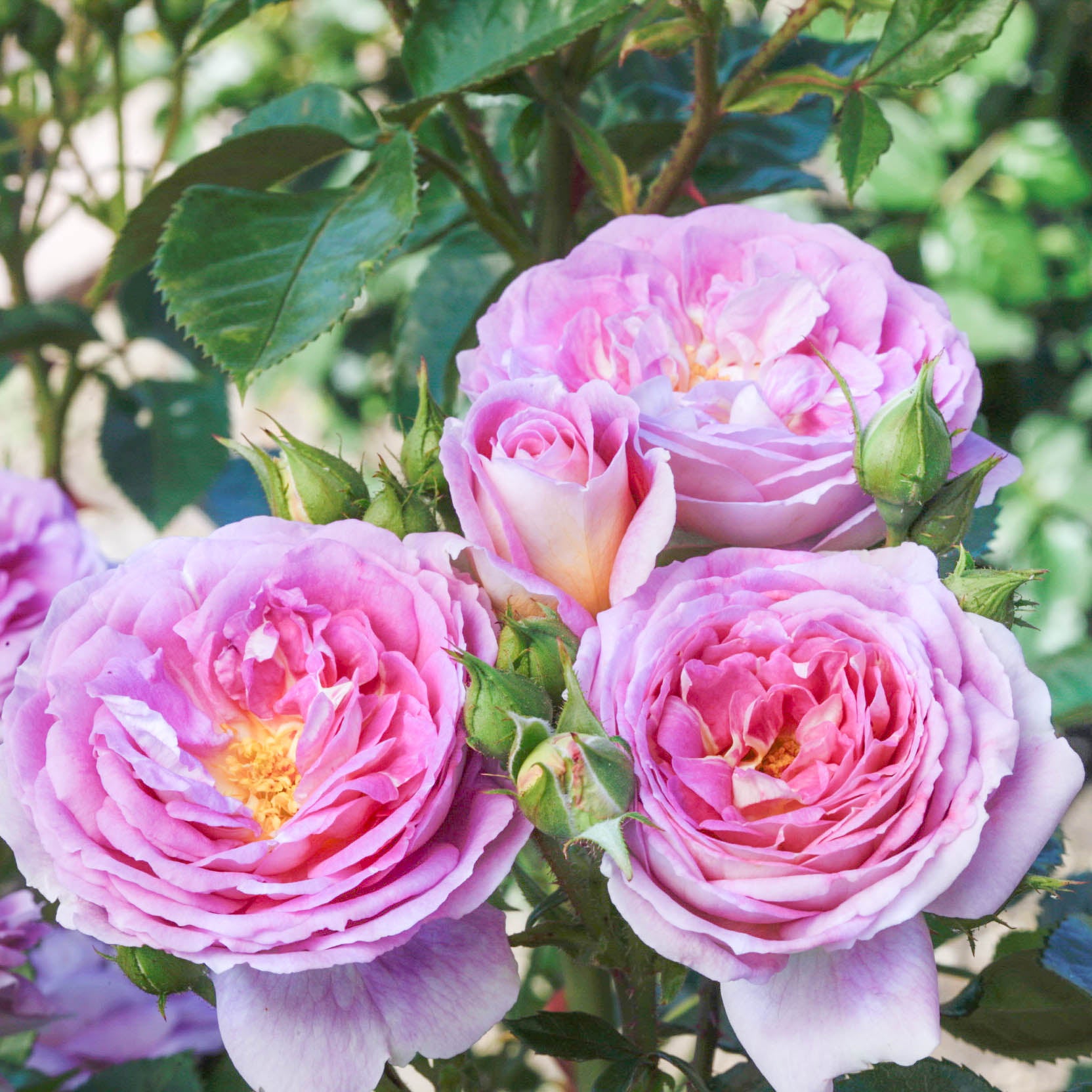 Arctic Blue™ Potted Rose Bush - Grace Rose Farm