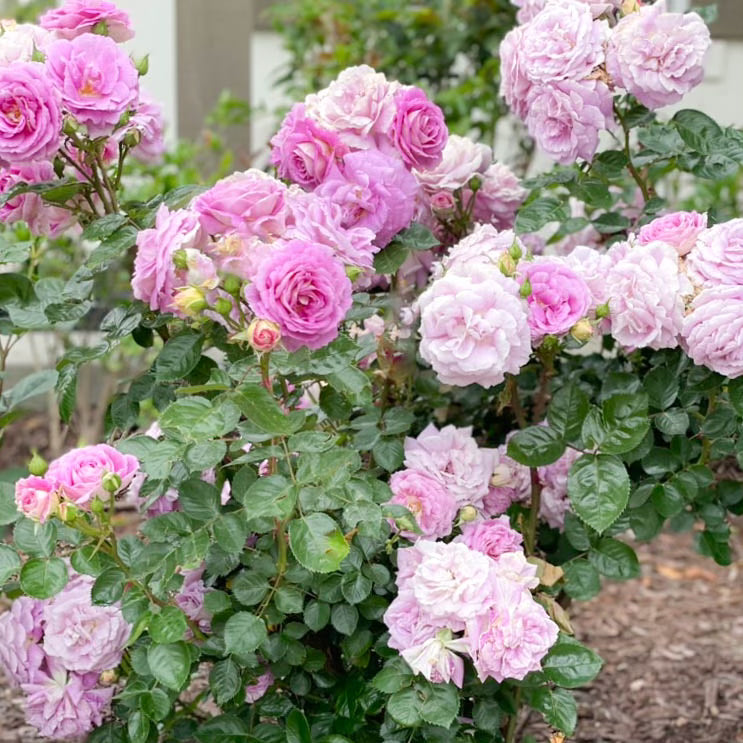Arctic Blue Tree Rose | Lavender Tree Rose | Grace Rose Farm