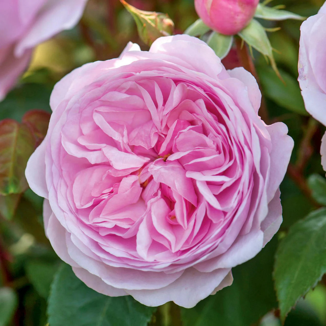 David Austin® Olivia Rose Austin™ Potted Rose Bush