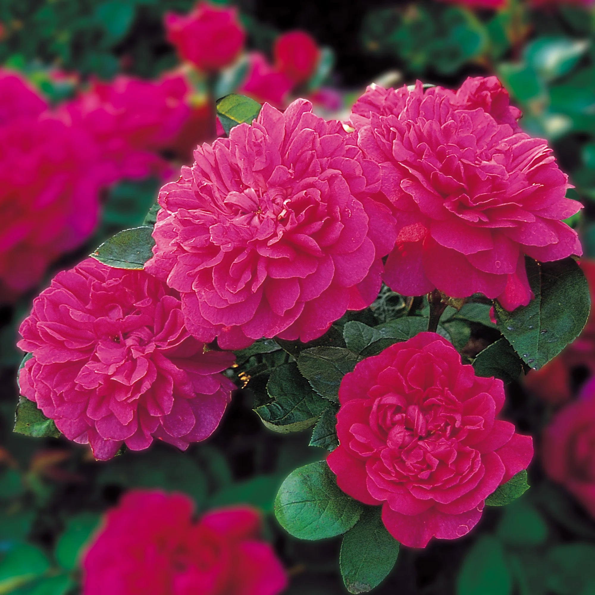 David Austin® Sophy's Rose Potted Rose Bush