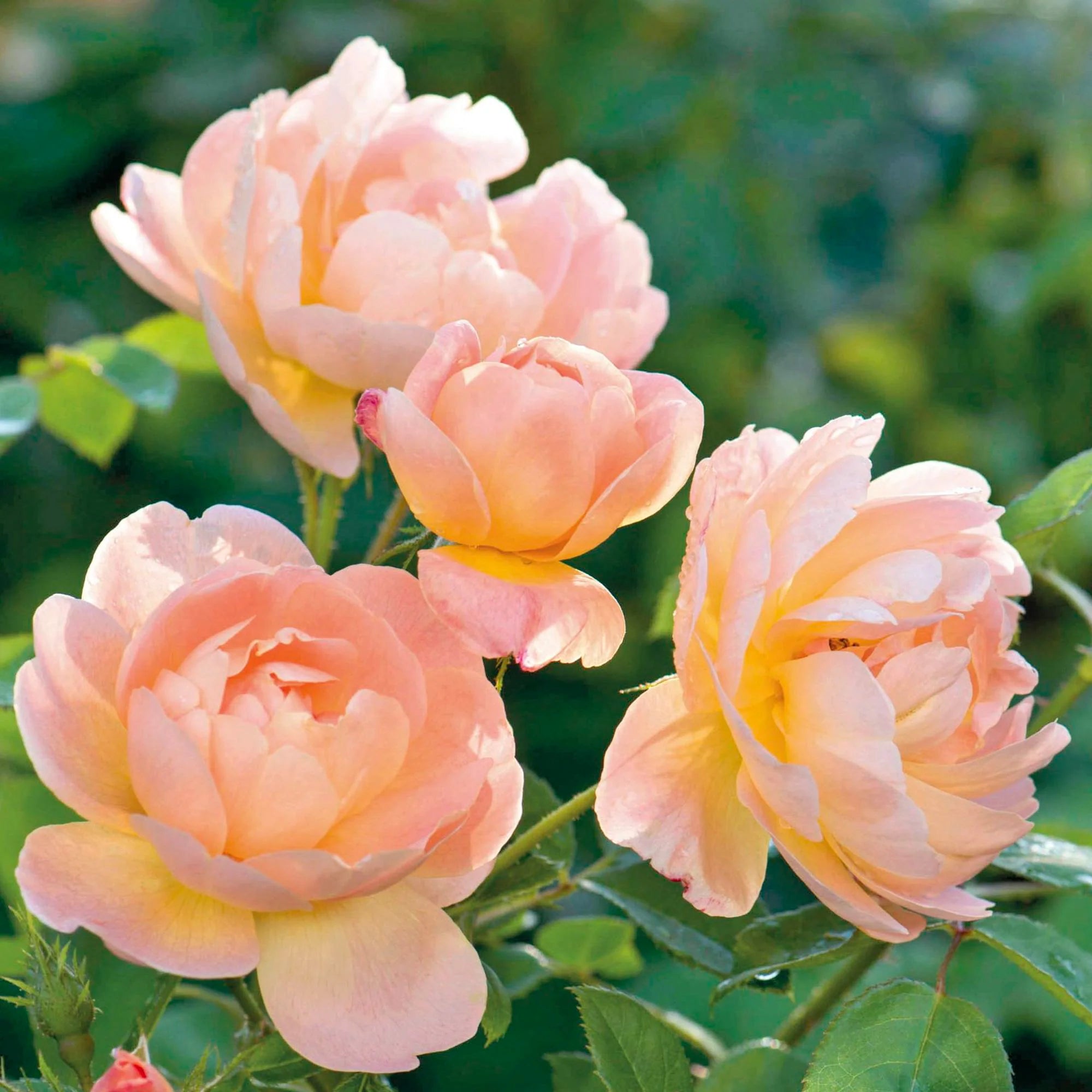 The Lark Ascending Potted Rose Bush | Apricot David Austin Rose