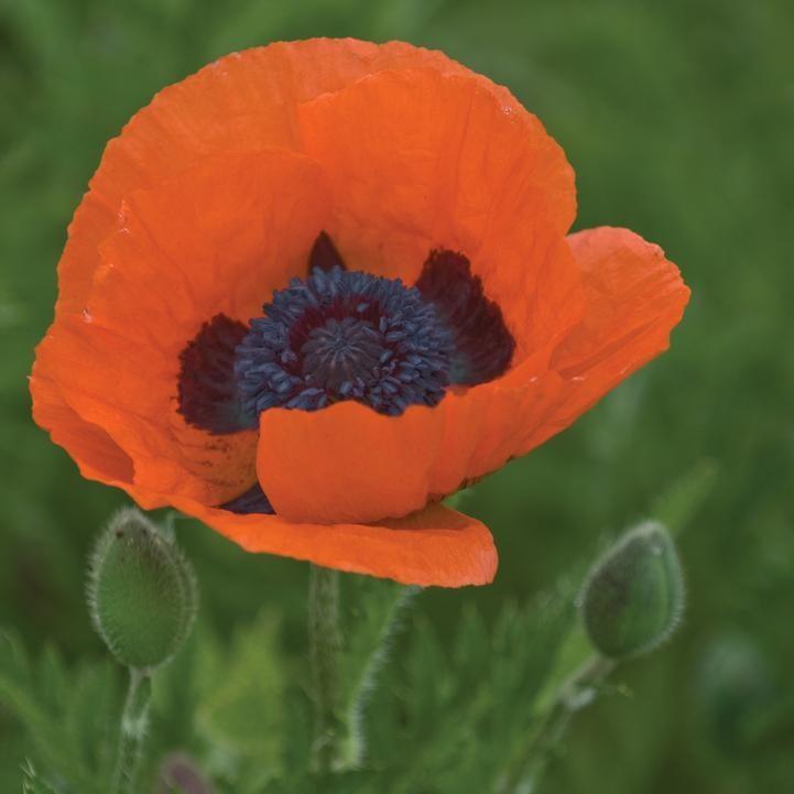 Poppy Prince of Orange Potted Poppy Plant