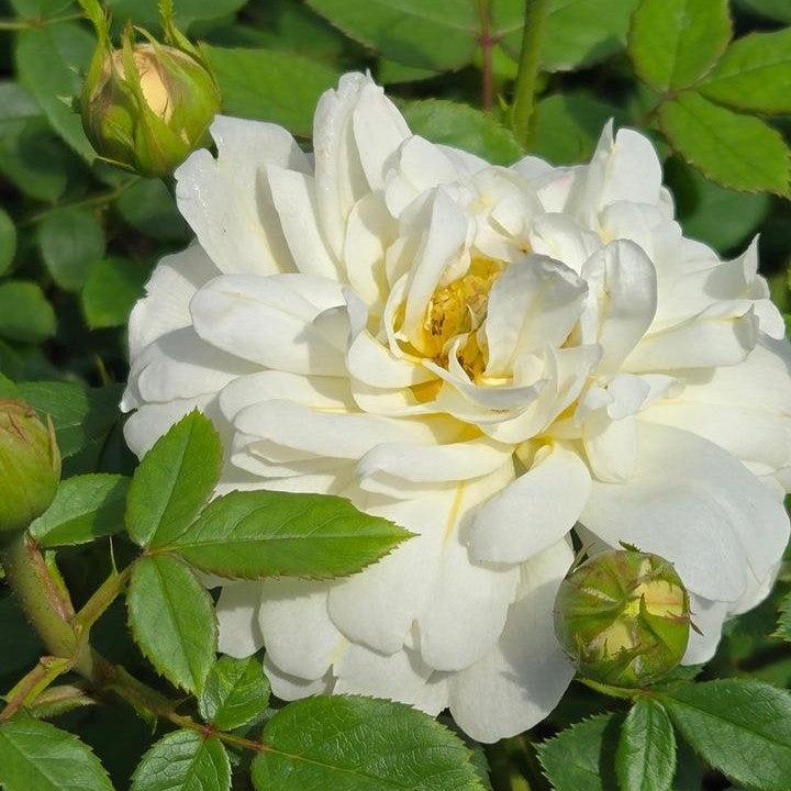 David Austin® Nye Bevan® Potted Rose Bush