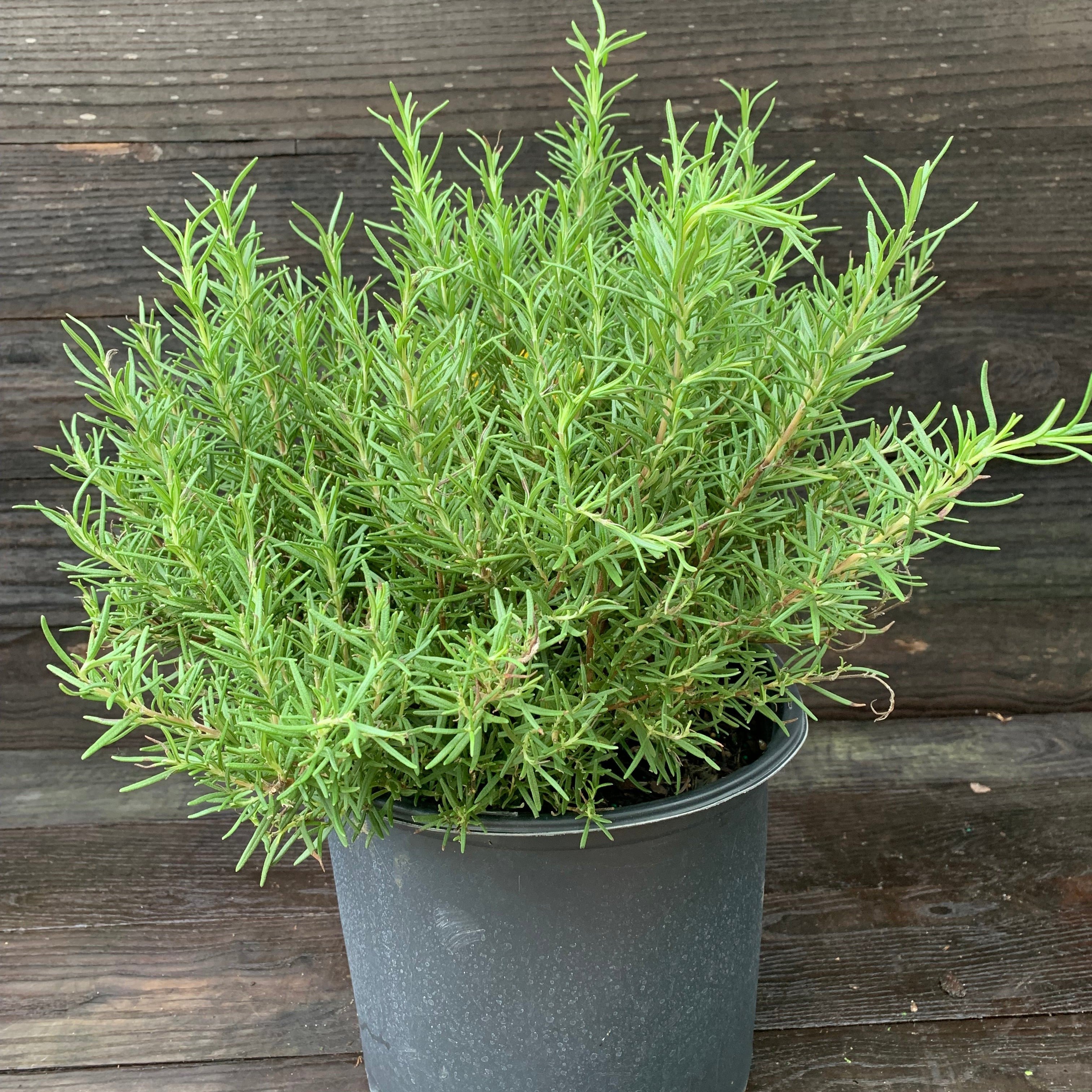 Rosmarinus 'Tuscan Blue' Potted Rosemary Plant