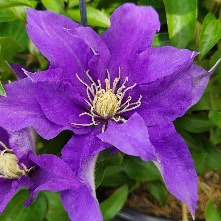 clematis potted plant Clematis, Boulevard Olympia Clematis
