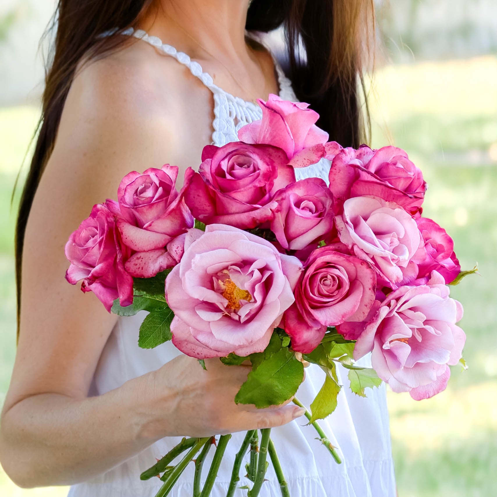 Barbra Streisand Bare Root Rose Bush