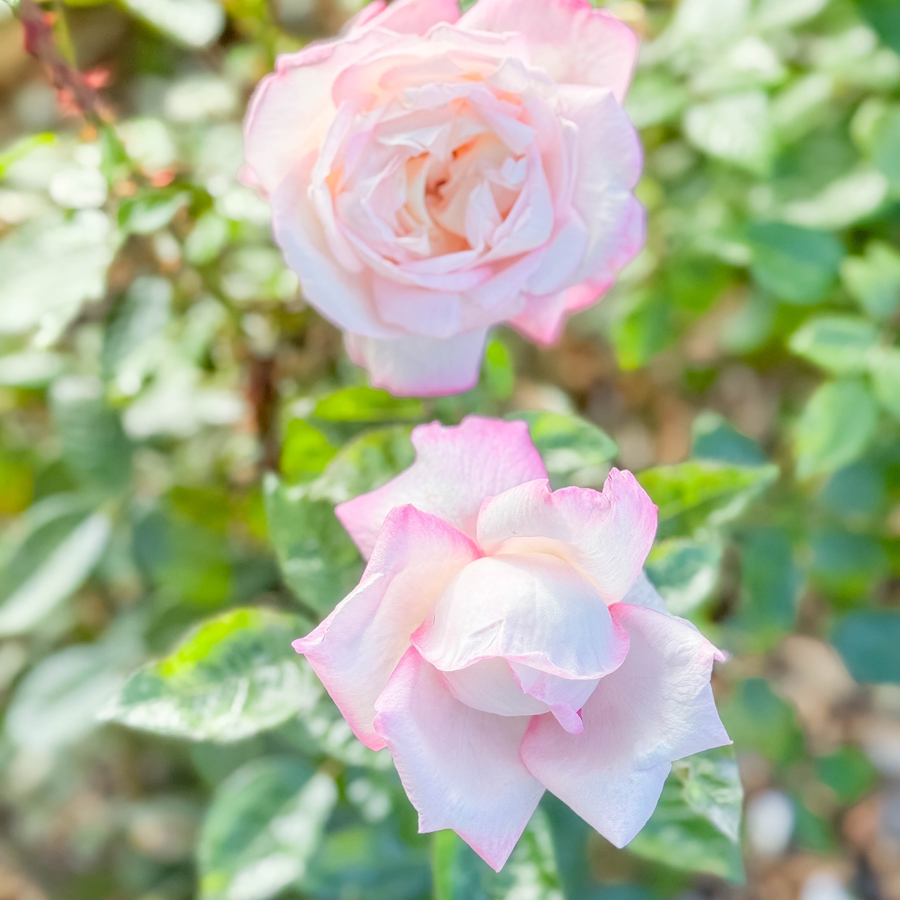 Best Kept Secret™ Potted Rose Bush