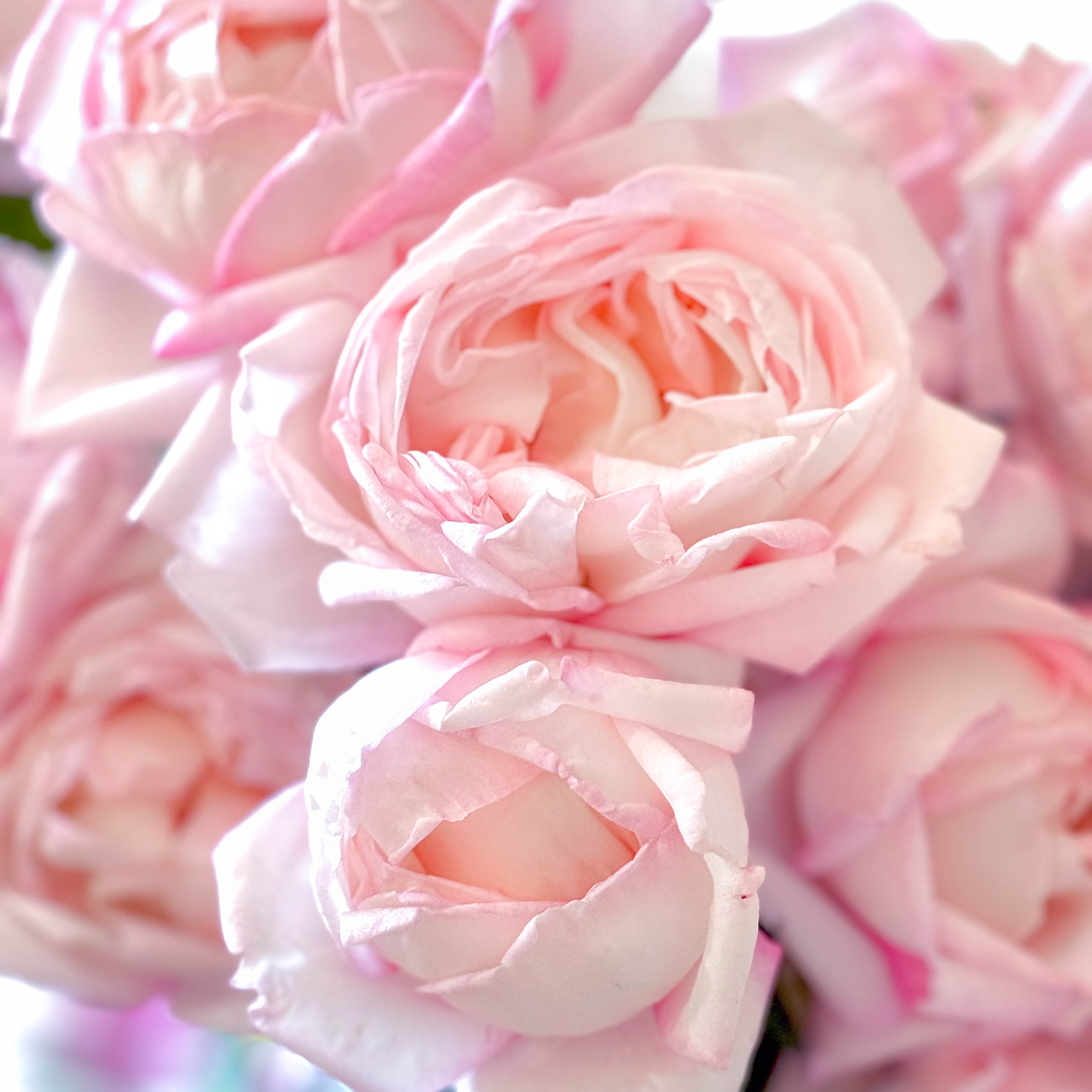 Best Kept Secret™ Potted Rose Bush