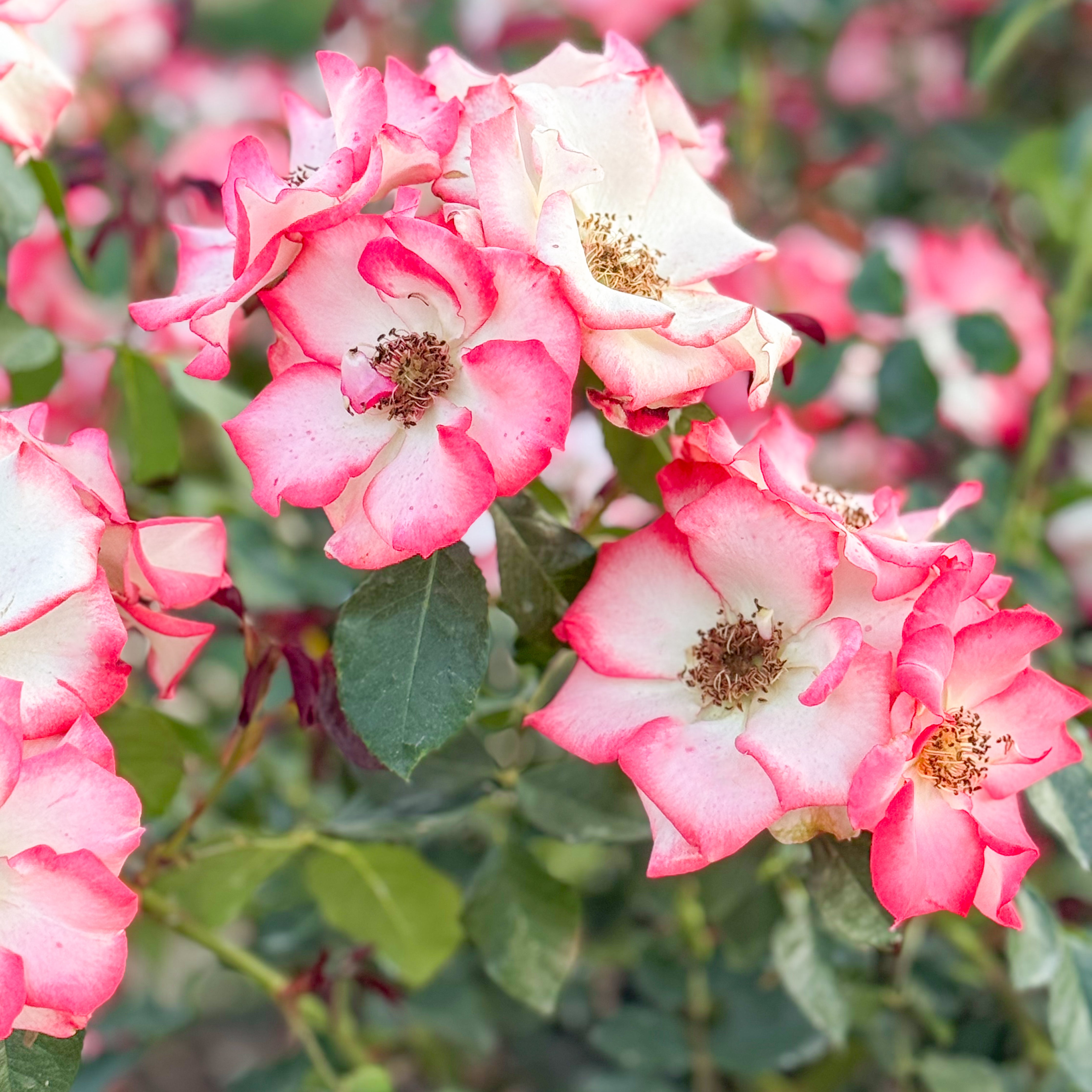 Betty Boop Potted Rose Bush