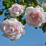 New Dawn Potted Climbing Rose