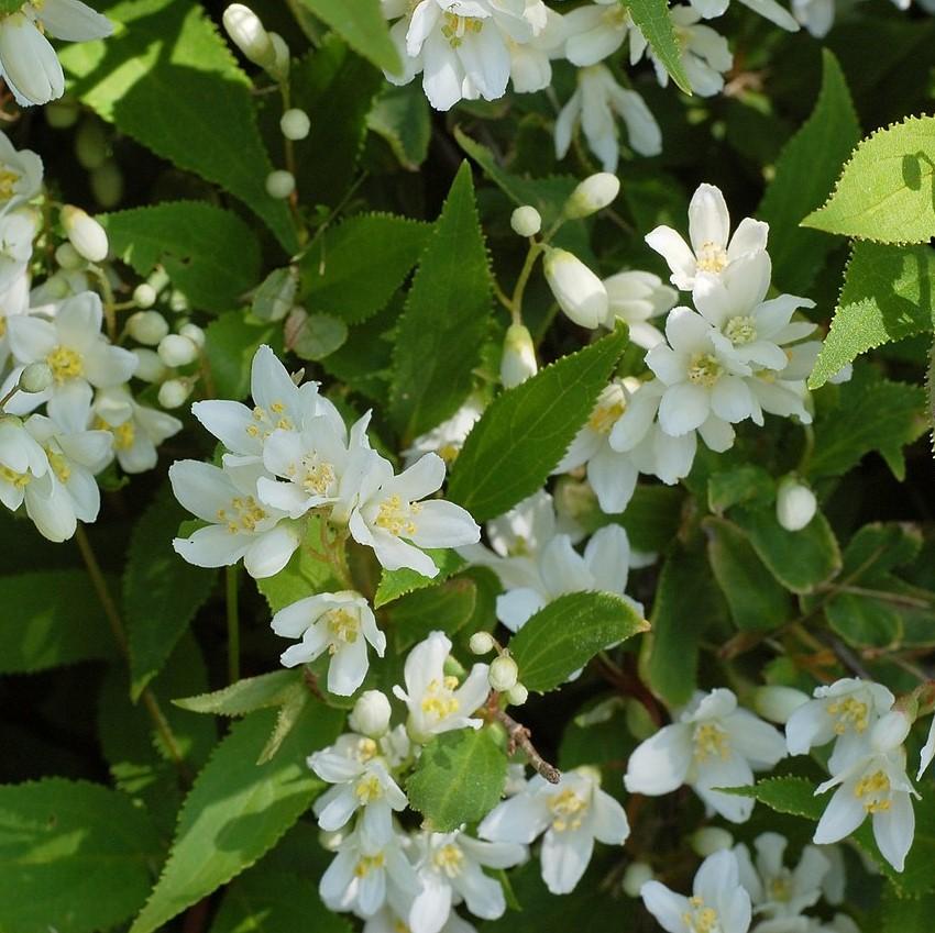 Deutzia gracilis 'Nikko' Potted Deutzia Bush