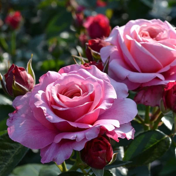 Fragrant Showpiece™ Blush Bare Root Rose Bush