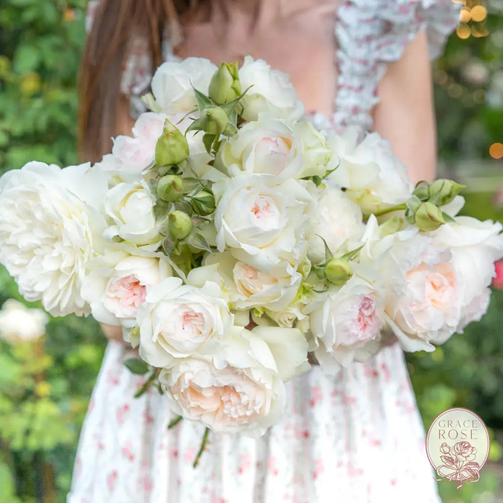 Bolero™ Potted Rose Bush BUSHES