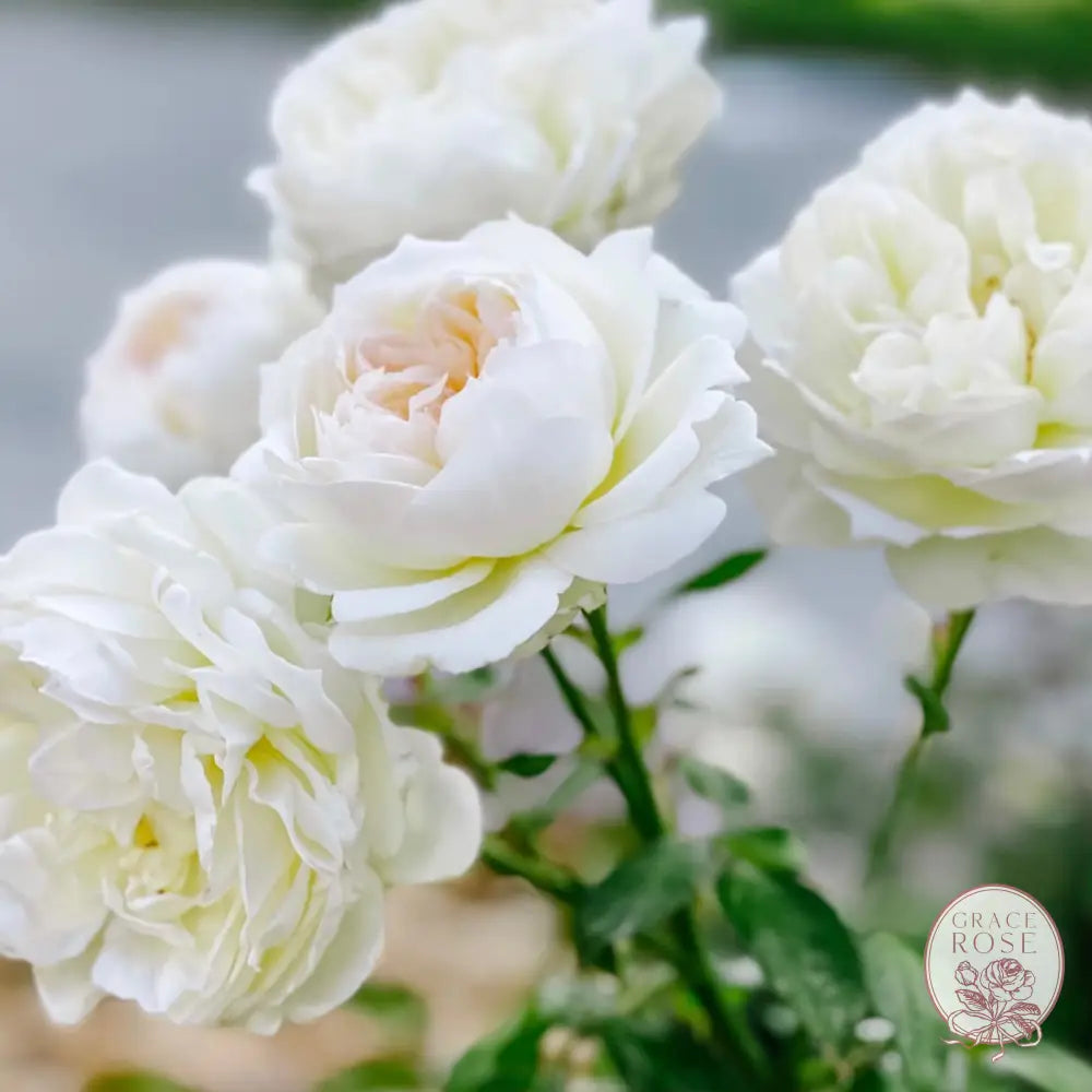 Ribbons of Roses™ 4 Pack of Potted 1 Gallon Roses - Bolero™️