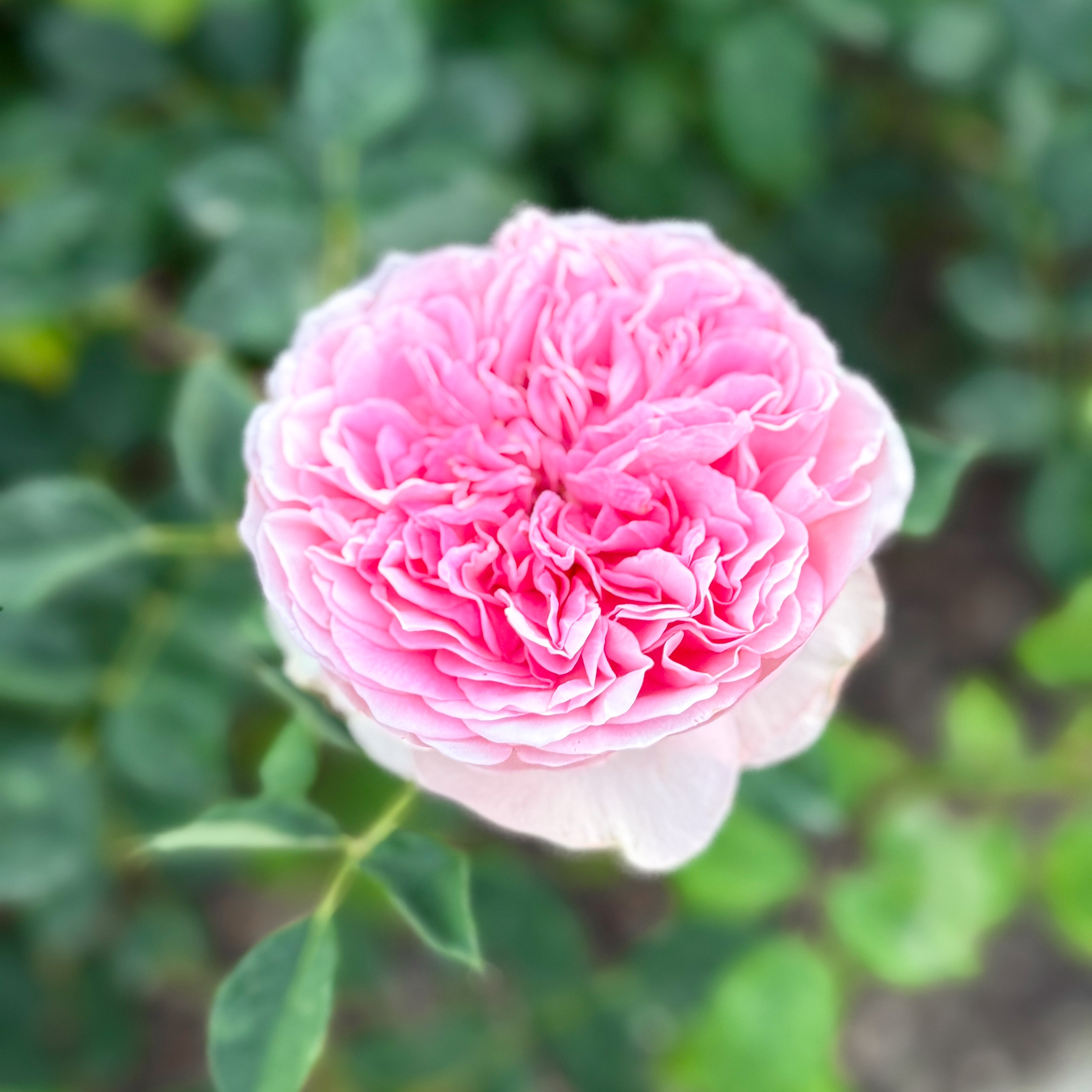 David Austin® Boscobel® Potted Rose Bush