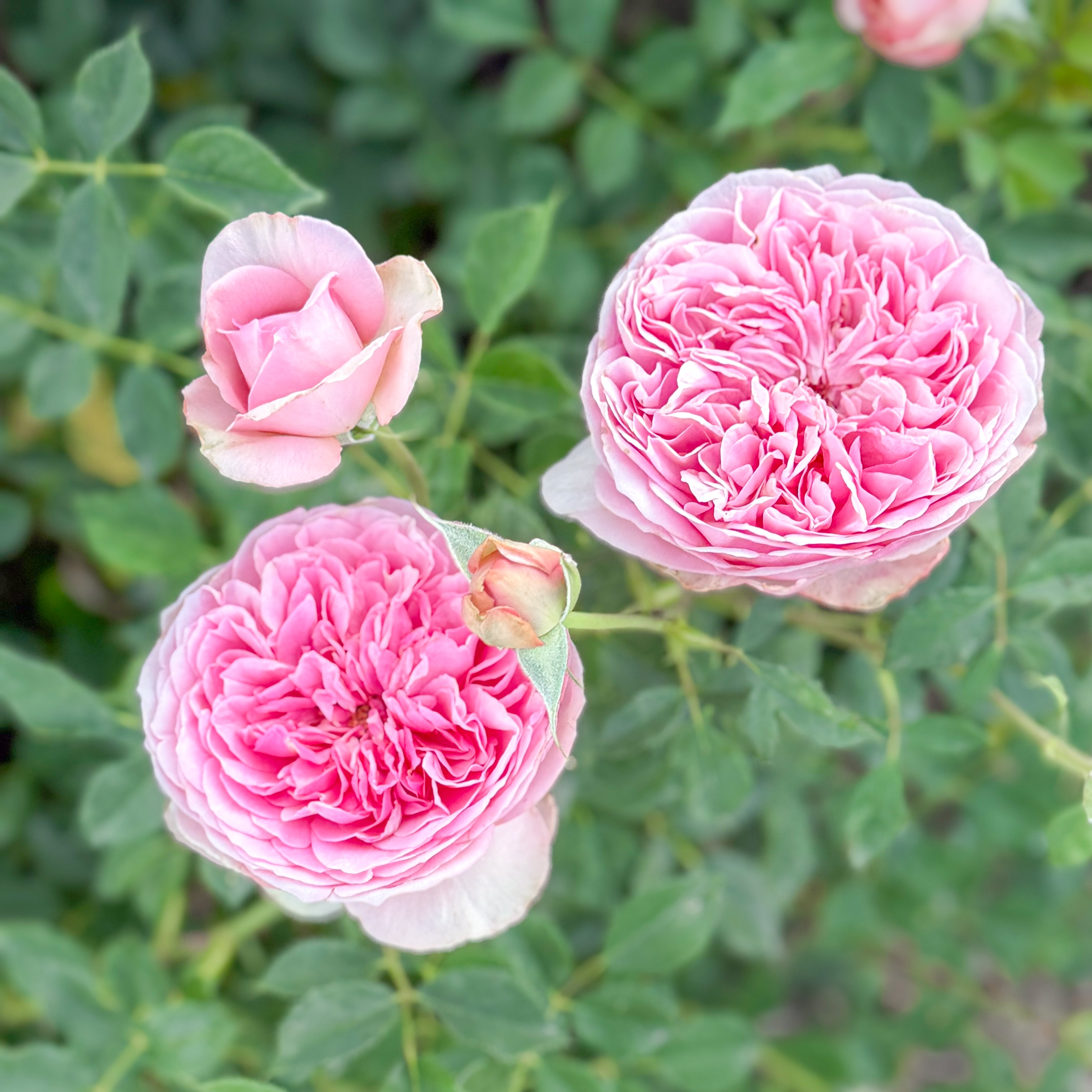 David Austin® Boscobel® Potted Rose Bush