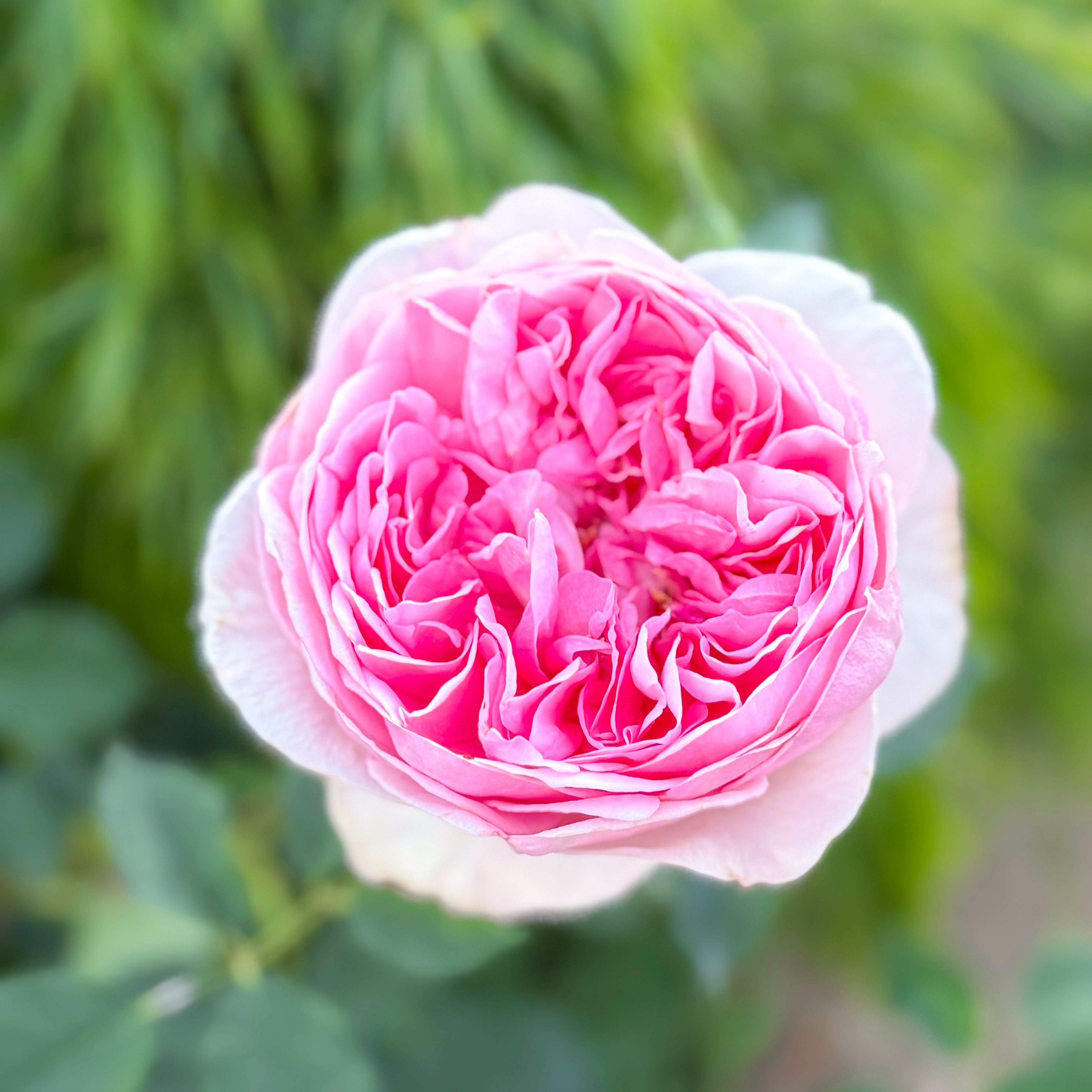 David Austin® Boscobel® Potted Rose Bush