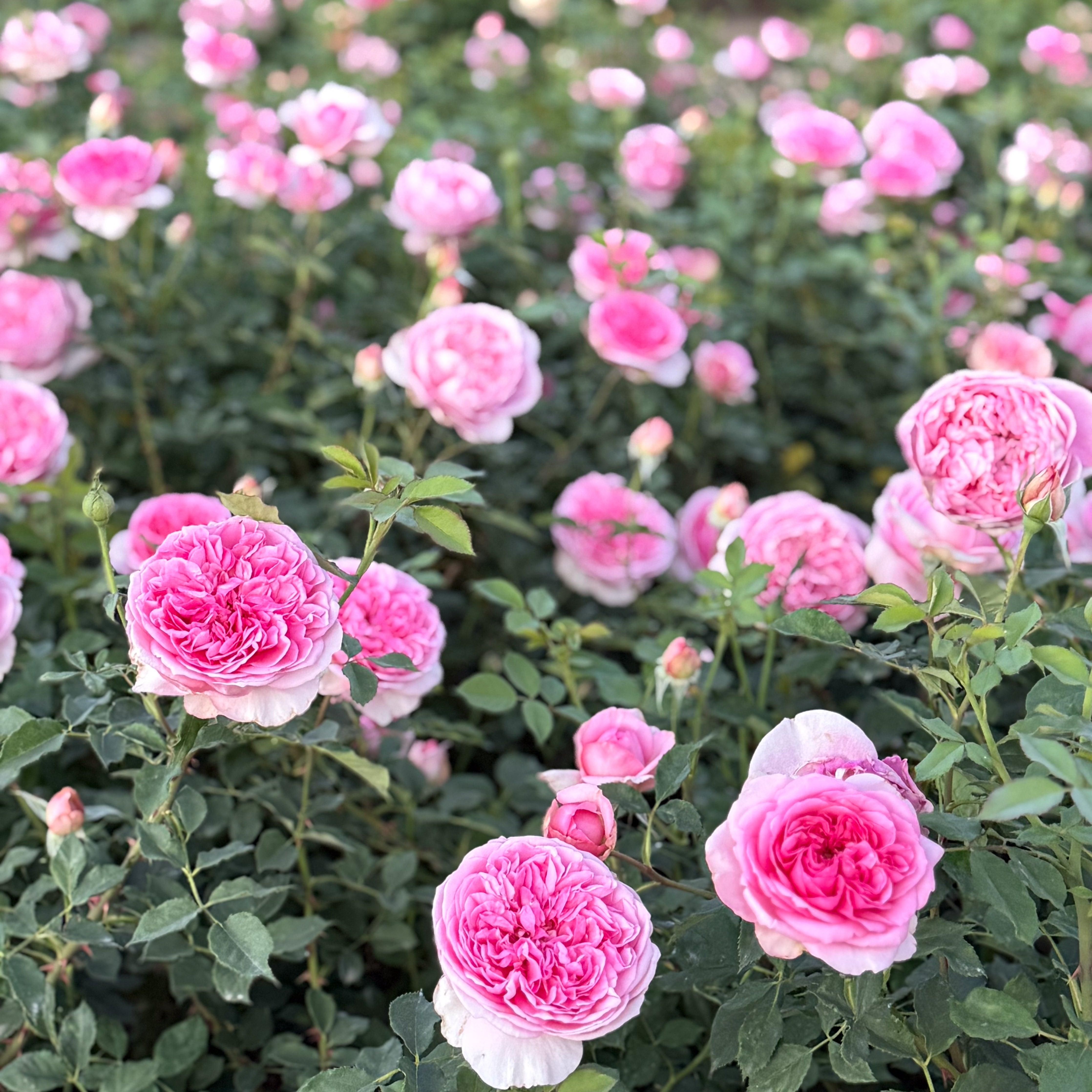 David Austin® Boscobel® Potted Rose Bush