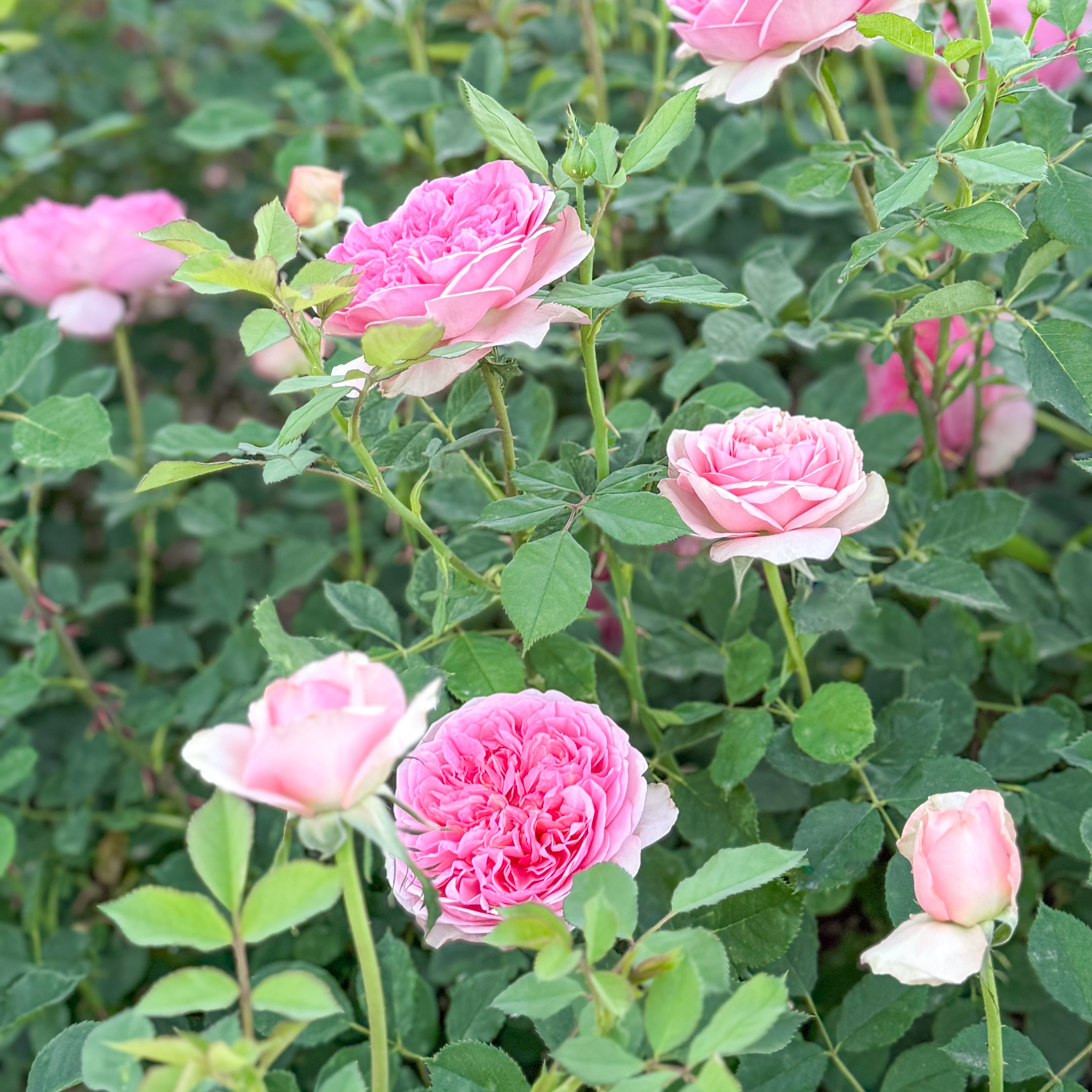 David Austin® Boscobel® Potted Rose Bush