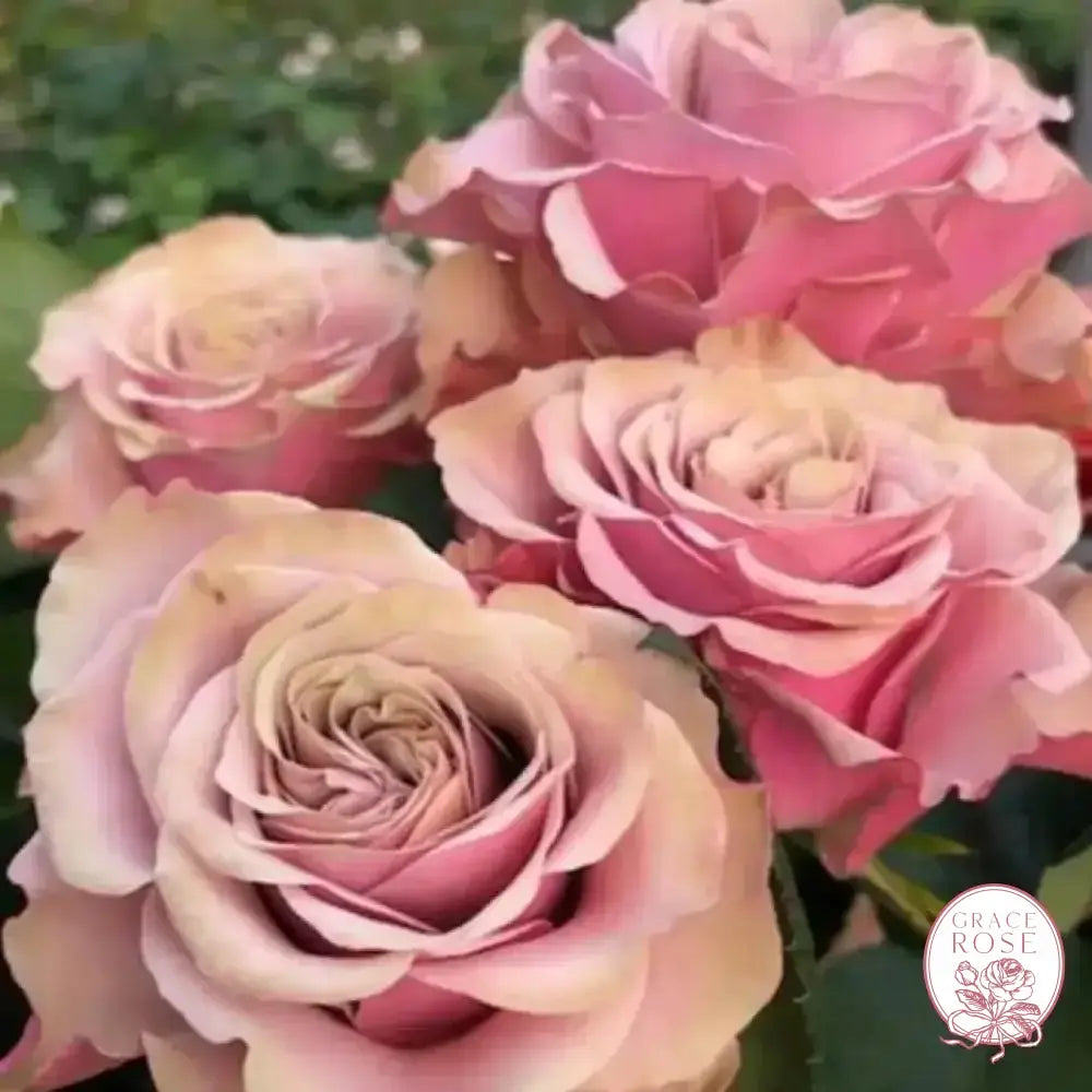 Bourbon Street Potted Rose Bush