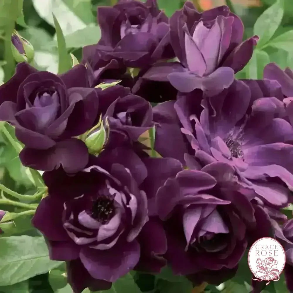 Brilliant Pink & Burgundy Iceberg Bare Root Tree Rose