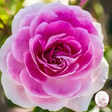 Brilliant Pink & Burgundy Iceberg Bare Root Tree Rose