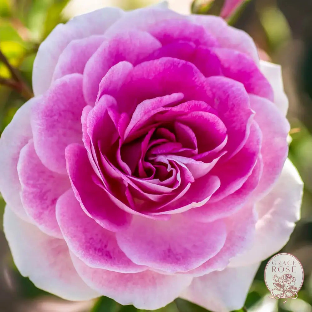Brilliant Pink Iceberg Potted Rose Bush