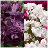 Burgundy Iceberg & Iceberg Bare Root Tree Rose