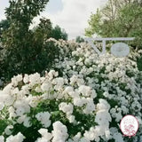 Burgundy Iceberg & Iceberg Bare Root Tree Rose