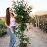 Butterscotch Climbing Potted Rose