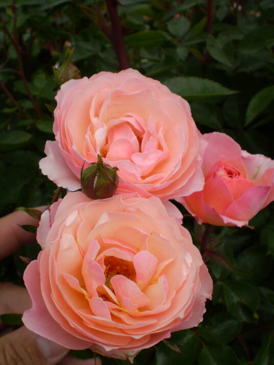 Easy Elegance® Calypso™ Bare Root Rose Bush