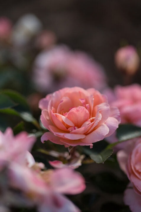Easy Elegance® Calypso™ Bare Root Rose Bush