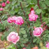 Cathedral Bells® Potted Rose Bush