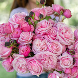 Cathedral Bells™ Bare Root Rose Bush