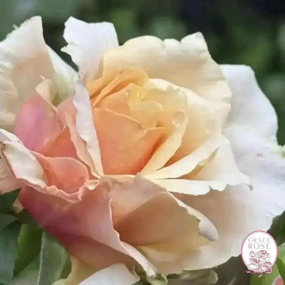 Catherine Hershey™ Potted Rose Bush