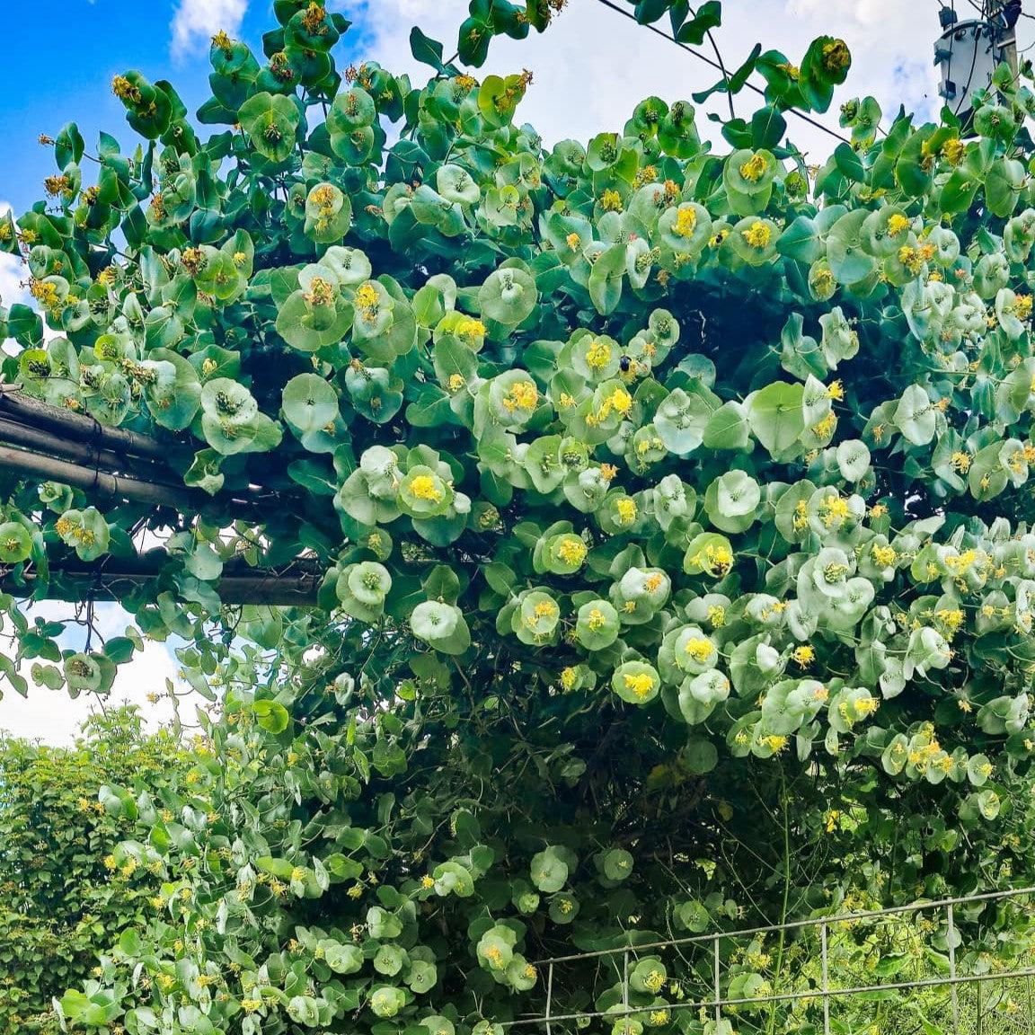 Honeysuckle Kintzley's Ghost® Potted Honeysuckle Plant