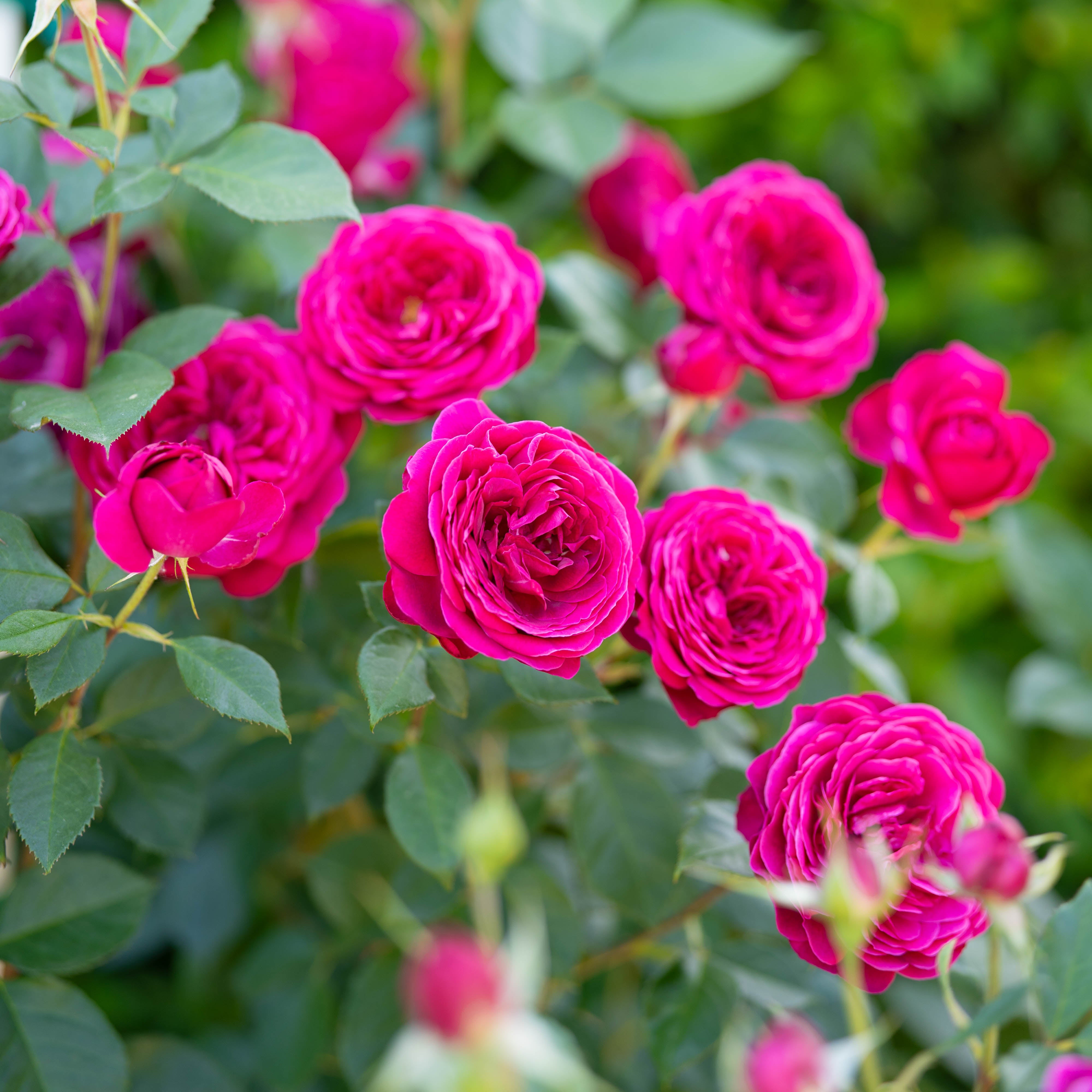 Celestial Night® Potted Tree Rose