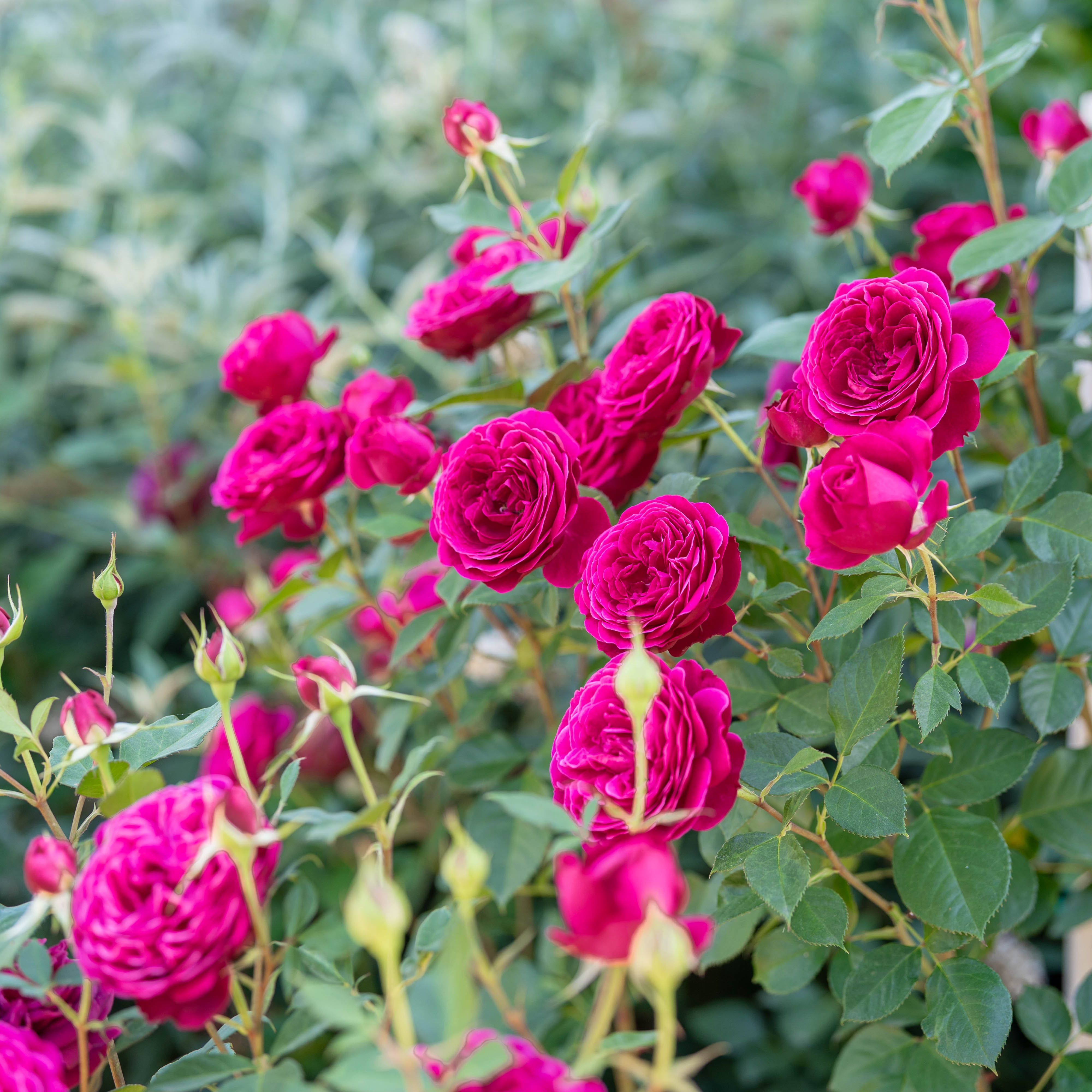 Celestial Night™ Bare Root Rose Bush