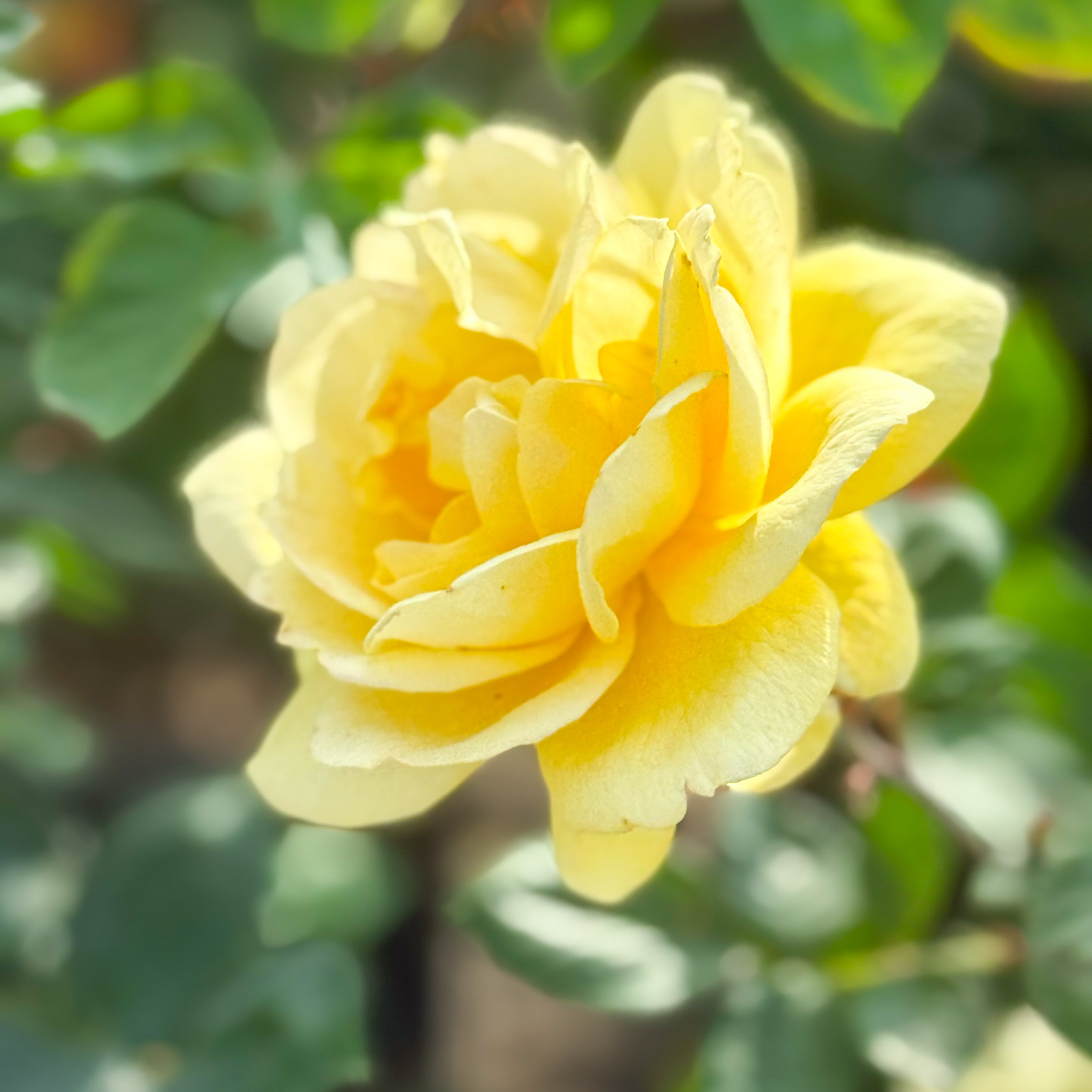 Ch-Ching® Potted Rose Bush